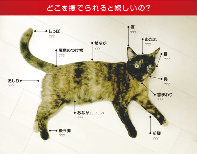 猫 触っていいところ嫌なところ