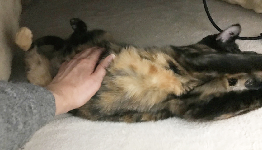 猫,コタツ