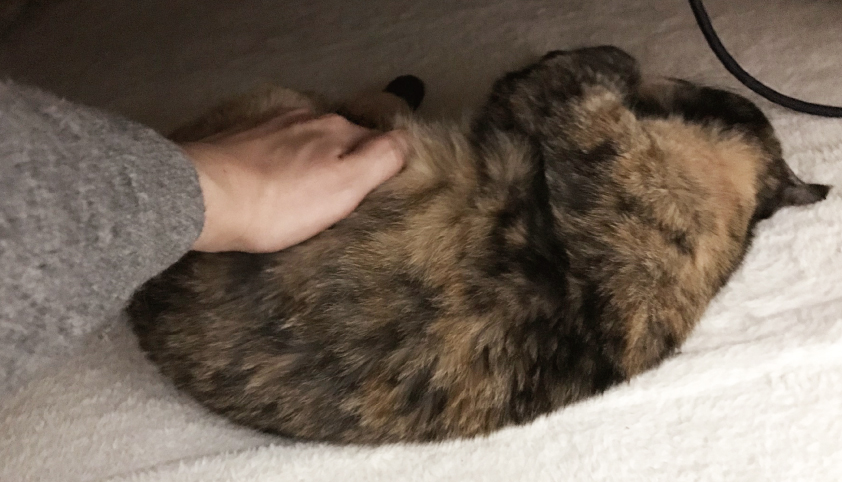 猫,コタツ
