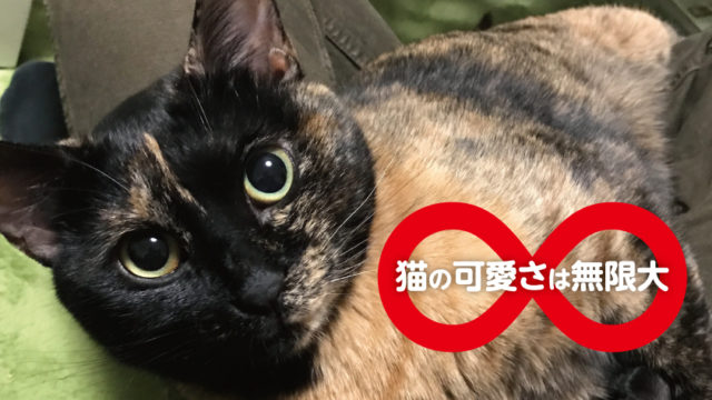 一人暮らしで猫を迎えて起こった生活の変化 ネコーズブログ