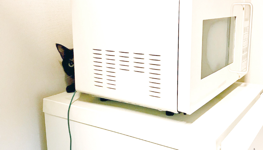 サビ猫,人見知り,可愛い