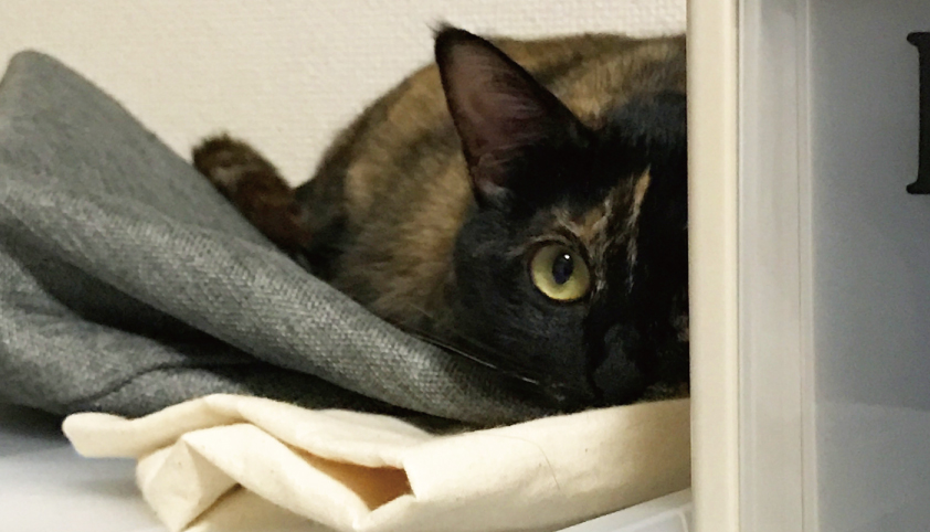 サビ猫,監視,可愛い