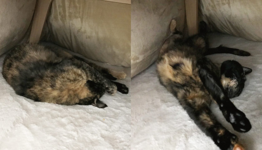サビ猫 寝てる 丸い 伸びる