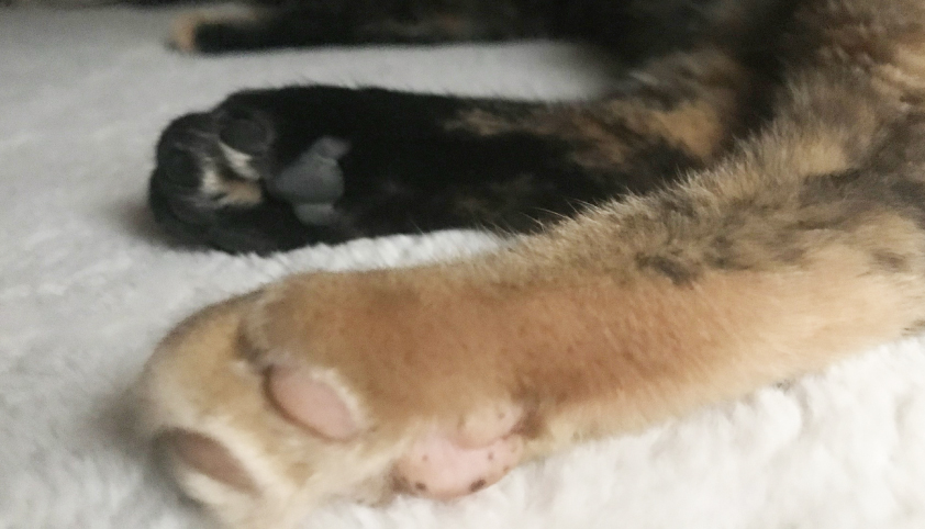 肉球,可愛い