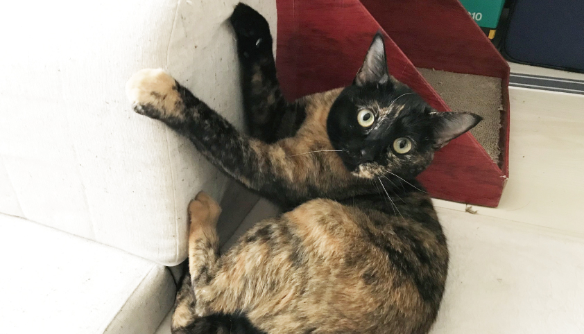 猫 爪とぎ ソファ