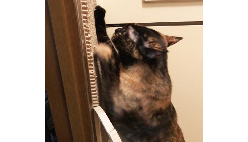 猫 爪とぎ