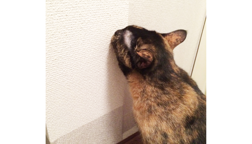 猫 爪とぎ 防止シート