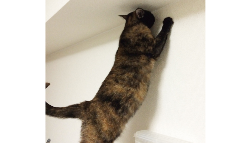 猫 爪とぎ 壁