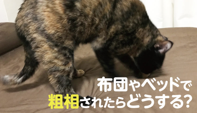 猫の粗相 分離不安