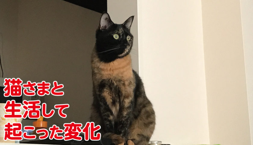 一人暮らしで猫を迎えて起こった生活の変化 ネコーズブログ