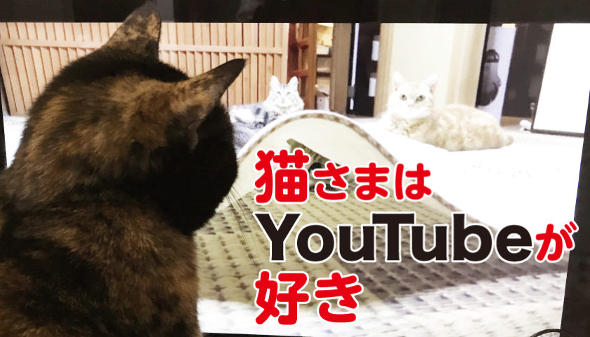 猫 喜ぶ 動画