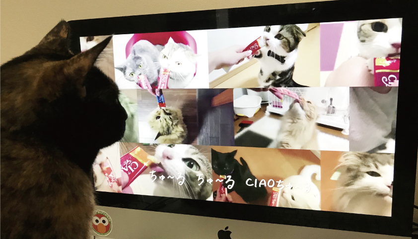 ちゅーる 猫