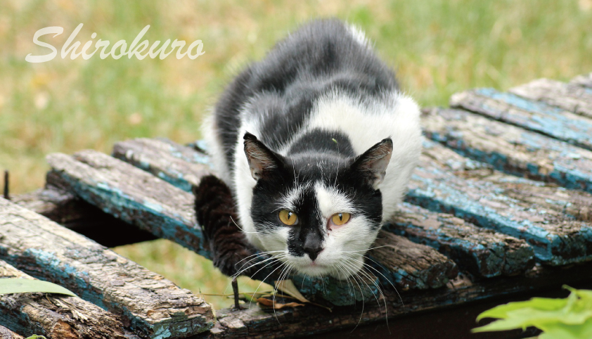 白黒猫を飼いたい理由