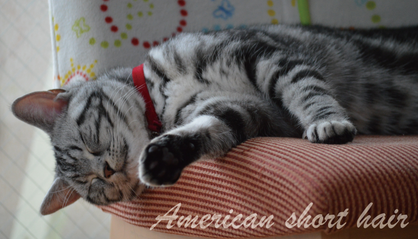 アメリカンショートヘアを飼いたい理由