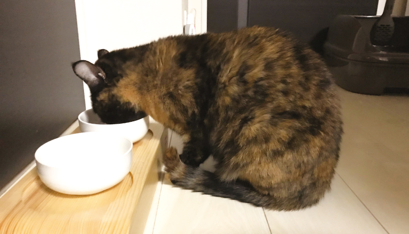 キャットフード 失敗