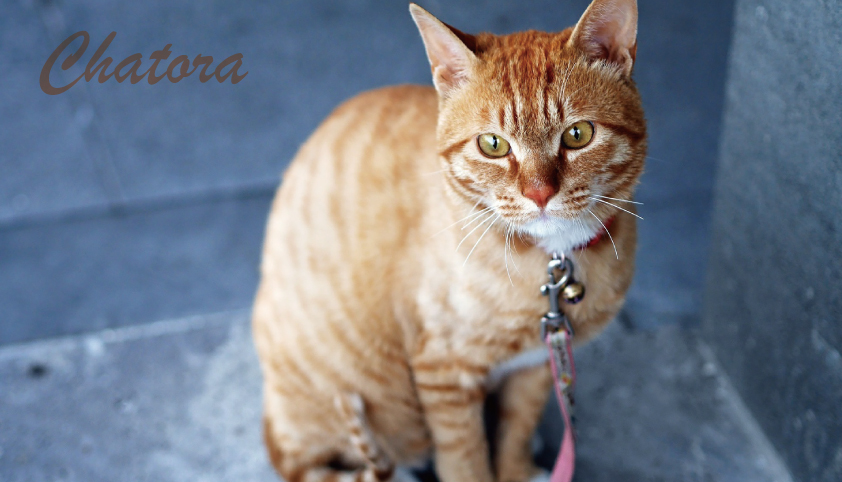 茶トラの猫を飼いたい理由