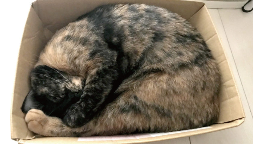 箱で眠る猫