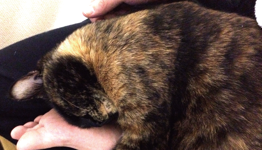 足に頬ずりする猫