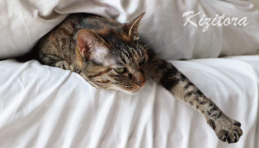 キジトラを飼いたい理由