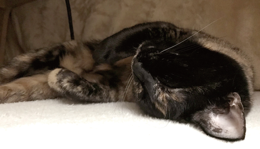 へそ天で眠る猫