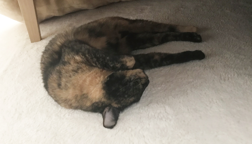行き倒れるように眠る猫