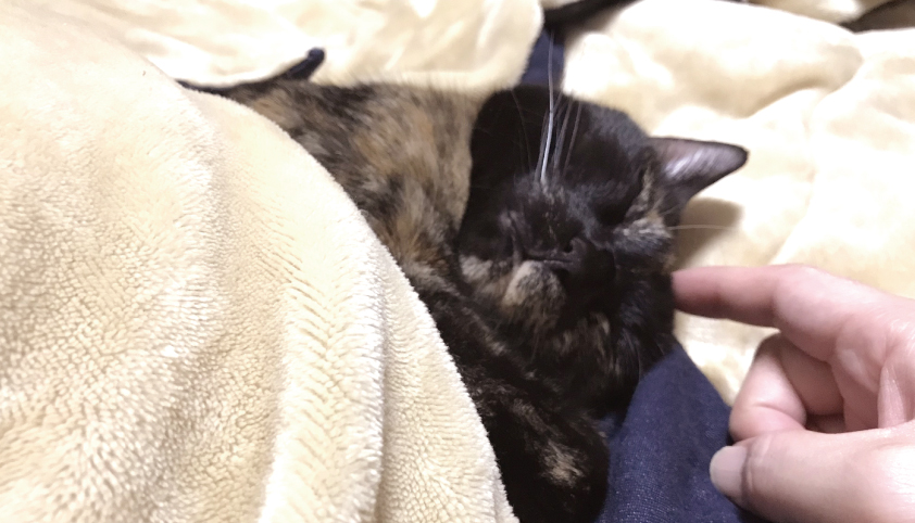 布団で眠る天使