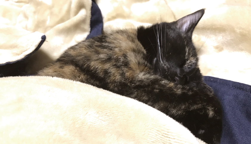 布団で眠るねこ
