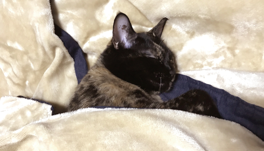 布団で眠る猫