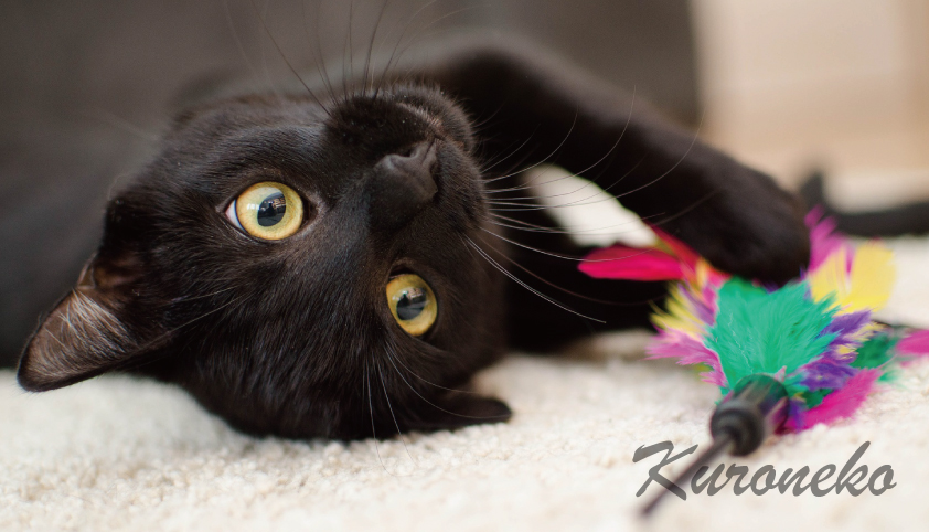 黒猫を飼いたい理由