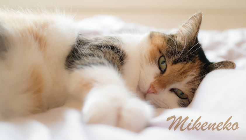 三毛猫を飼いたい理由