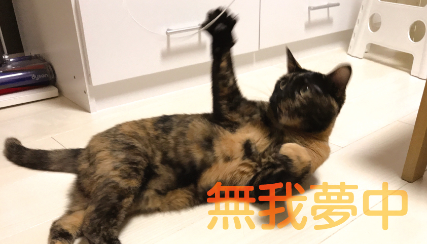 夢中な猫