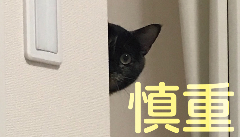 慎重な猫