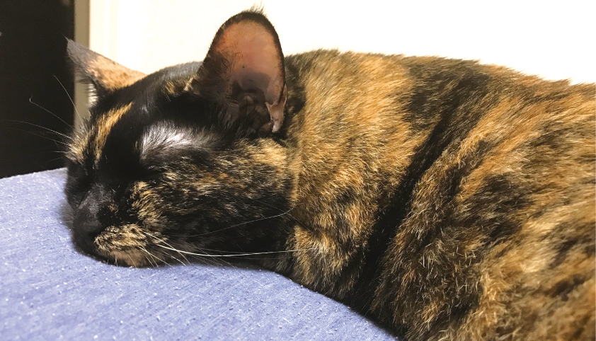 猫 シニア 病気 勉強