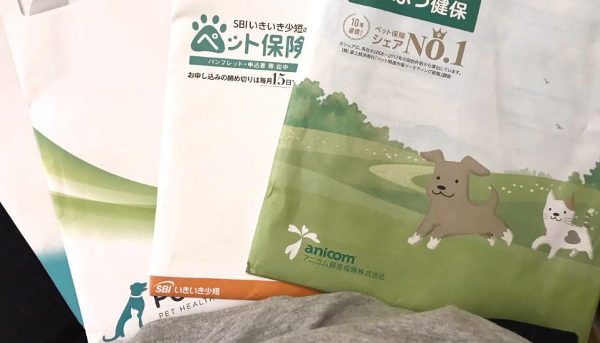 猫 シニア 保険 勉強