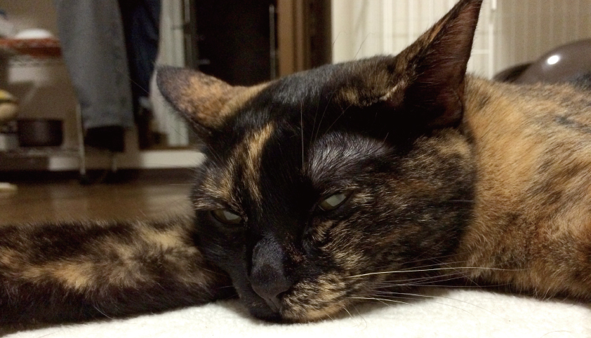 安心して眠る猫