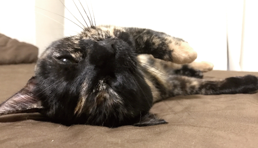 ベッドで眠る猫
