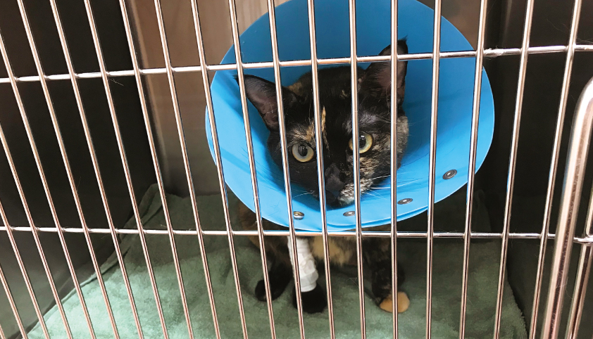 猫 手術 面会