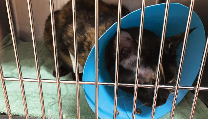 猫 手術 面会