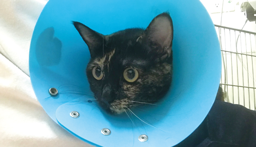 猫 手術 面会 肥満細胞種
