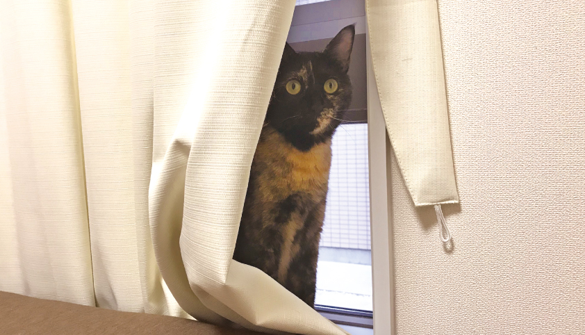 猫 脱走 防止