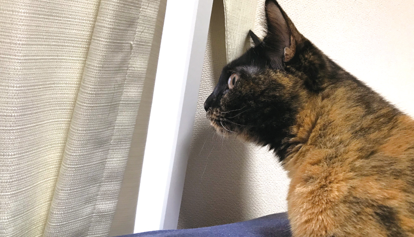 猫 脱走 状況
