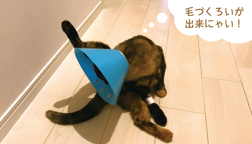 猫 エリザベスカラー 不便