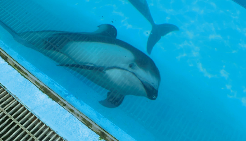 みさき公園 イルカショー 開演前 水中