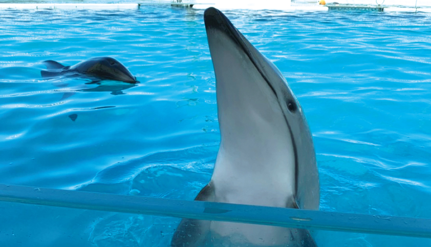 みさき公園 イルカショー 水上からこんにちは