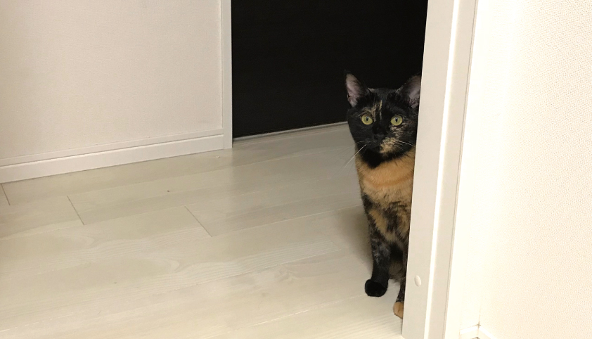 サビ猫 監視してくる