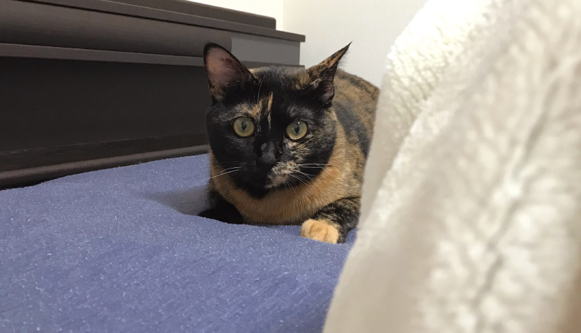 サビ猫 監視してくる 布団