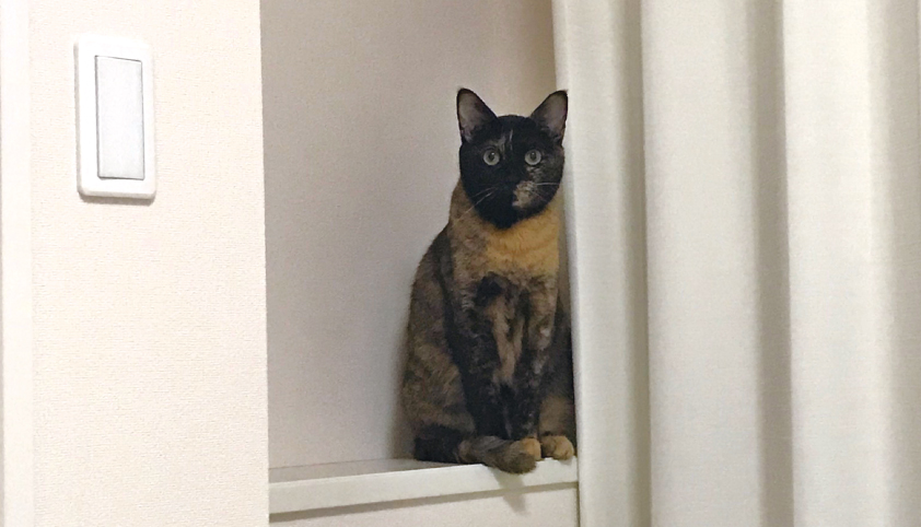 サビ猫 監視してくる 翌日