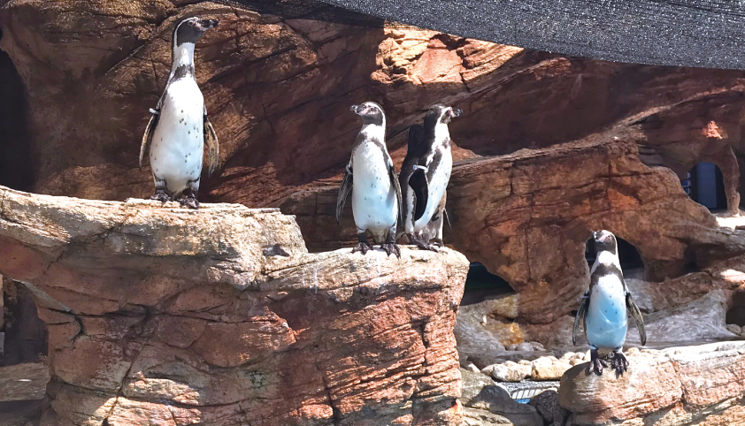 みさき公園 シャイニースタジアム ペンギン 群れ