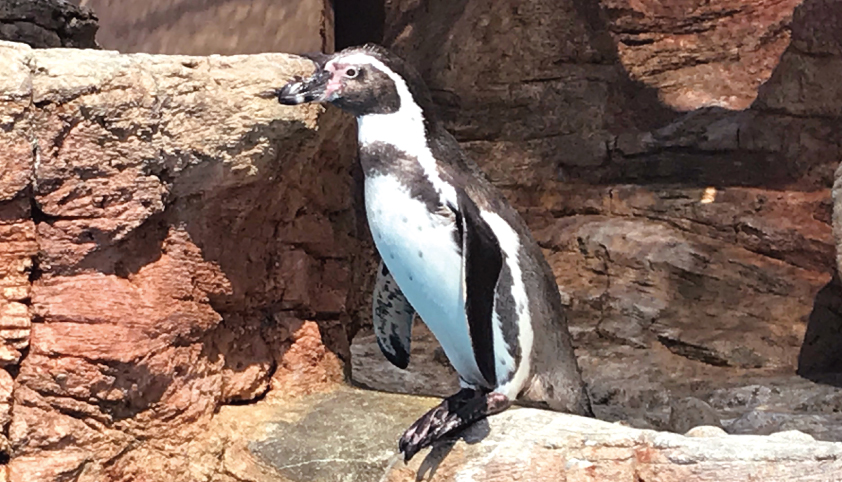 みさき公園 シャイニースタジアム ペンギン