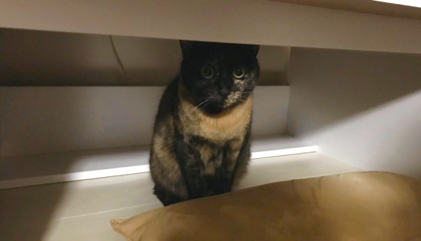 しもべを監視する猫